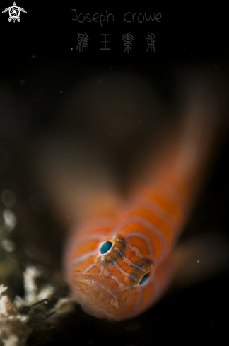 A Psychadelic goby