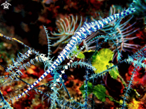 A Tozeuma armatum | Saw Blade Shrimp