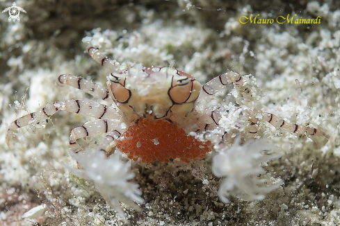 A Boxer crab