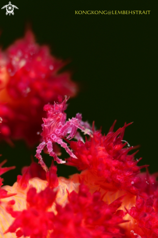 A Candy Crab