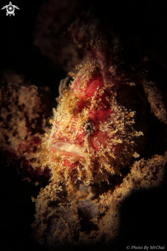 A Antennatus sp. | Ocellated Frogfish