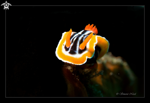 A nudibranch