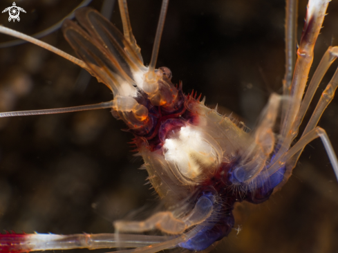 A Stenopus hispidus | Banded coral shrimp