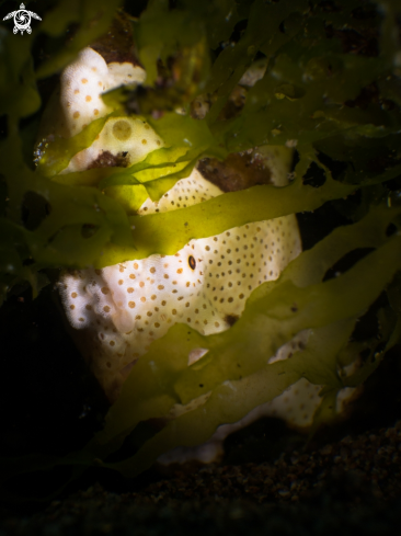 A Antennarius maculatus | Warty frogfish