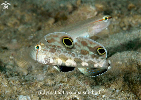 A Crab eye goby