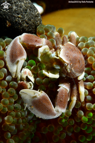 A Neopetrolisthes maculatus | Porcelana