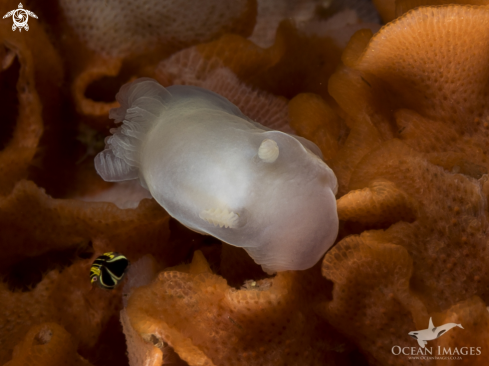 A Ghost Nudibranch