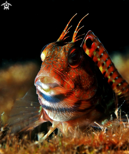 A Bavosa africana - Parablennius pilicornis