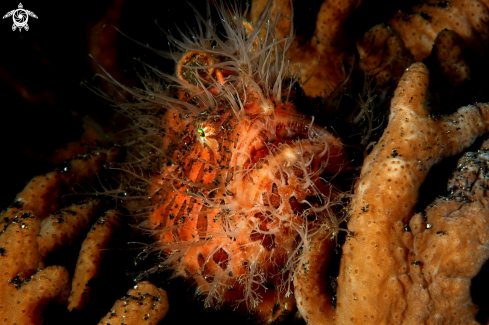 A Hairy frog fish