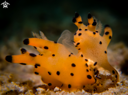 A Thecacera sp. | Nudibranch ( Mating )