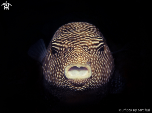 A Guineafowl Puffer Fish