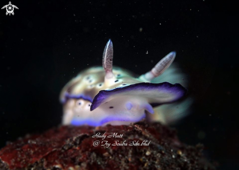 A Chromodorididae | Nudibranch