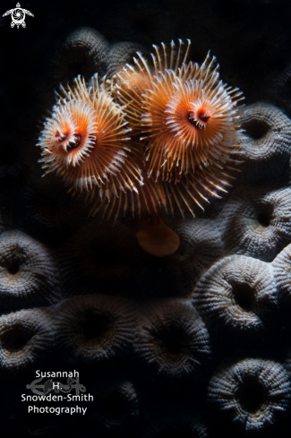 A Christmas Tree Worms