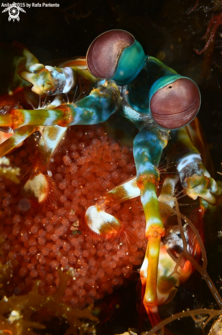 A Gamba Mantis