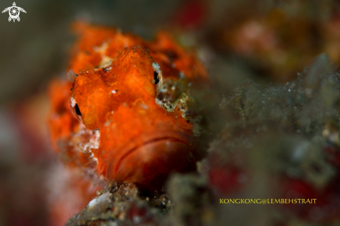 A Scorpion Fish