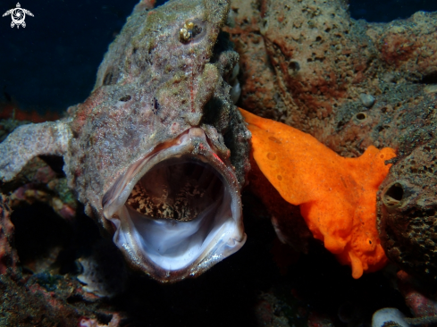 A Antennarius species | Frogfish