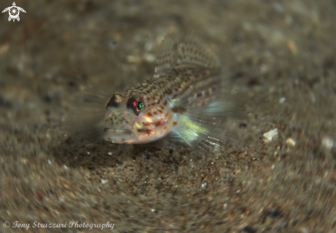 A Sand Goby