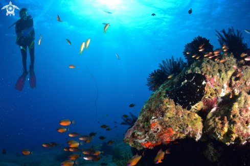 A Giant Frogfish