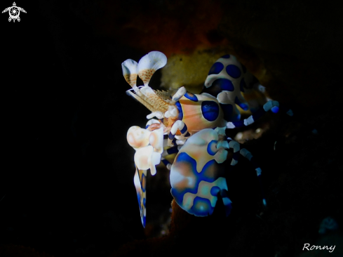 A Harlequin Shrimp