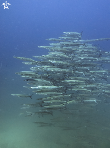 A Sphyraena qenie | Chevron barracuda