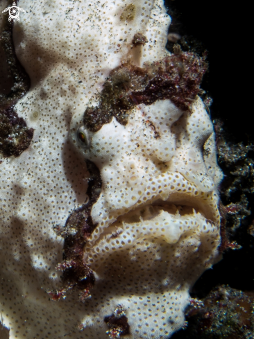 A Warty Frogfish