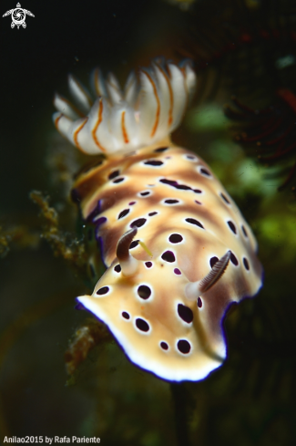 A Nudi 