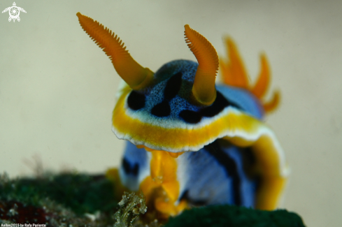 A Chromodoris annae | Chromodoris