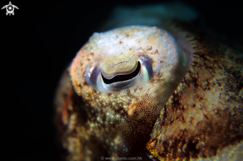 A cuttlefish