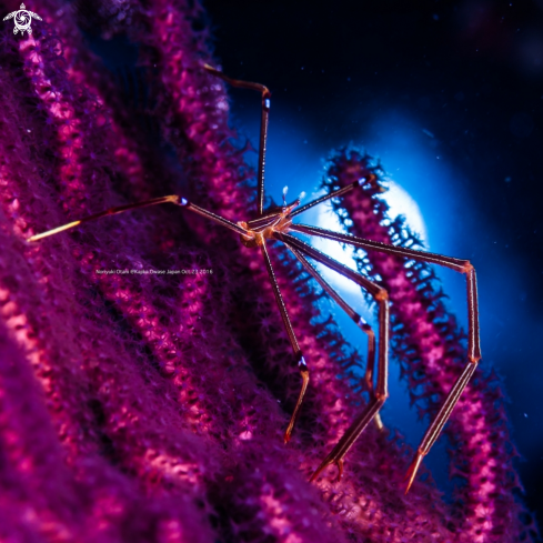 A Ortmann Squat lobster