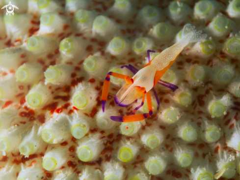 A Imperator Shrimp,Gamberetto imperatore