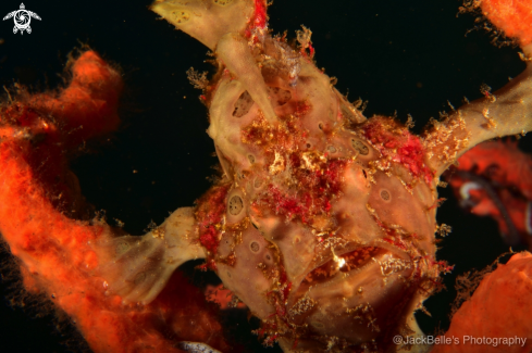 A Antennarius maculatus | Warty frogfish