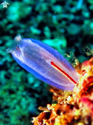 A Ascidians