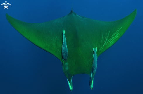 A mobula