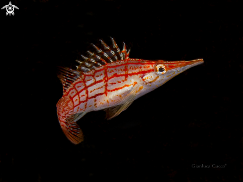 A Longnose Hawkfish,Pesce falco muso lungo