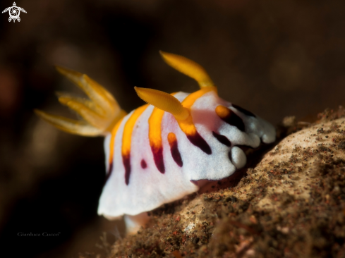 A Chromodoris roboi |  Nudibranch,Chromodoris roboi