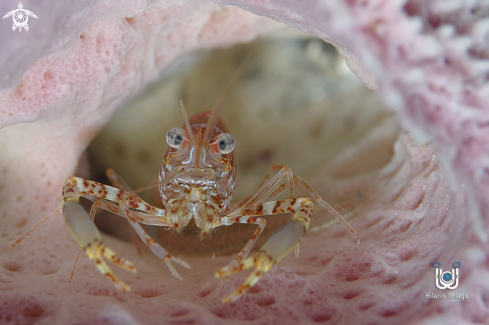 Two Claws Shrimp