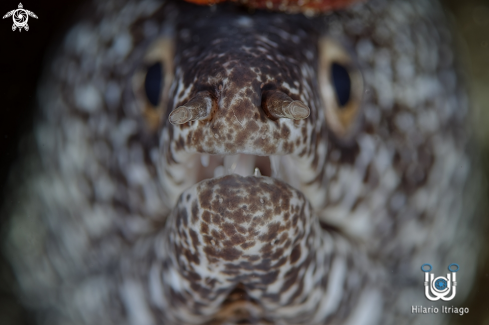 A Spotted Moray