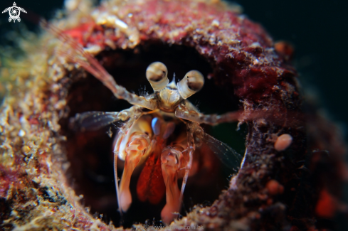A juvenile mantis shrimp