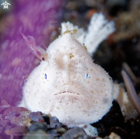 A Frogfish