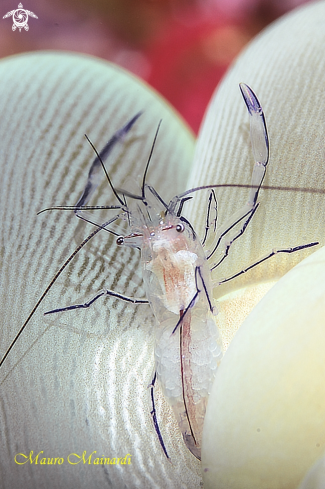 A Bubble coral shrimp