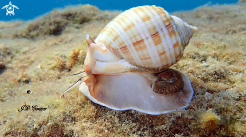 A Semicassis granulata | Casque cannelé