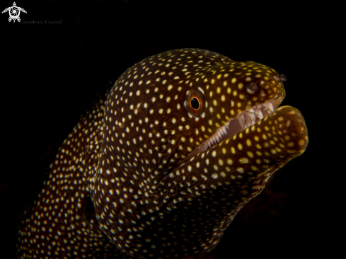 A Gymnothorax meleagris | white mouth moray,Murena bocca bianca.