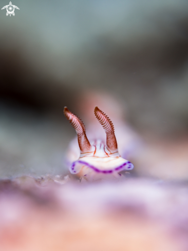 A Nudibranch