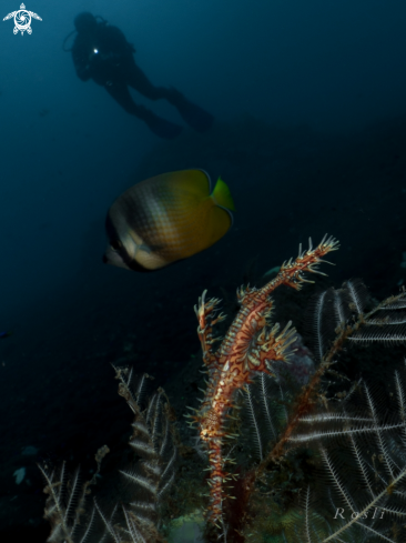 A Ghost Pipefish