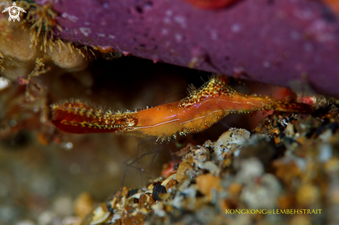 A Donald Duck Shrimp