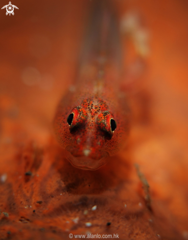 A goby