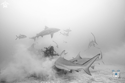 A Bull shark