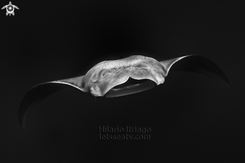 A Manta Ray