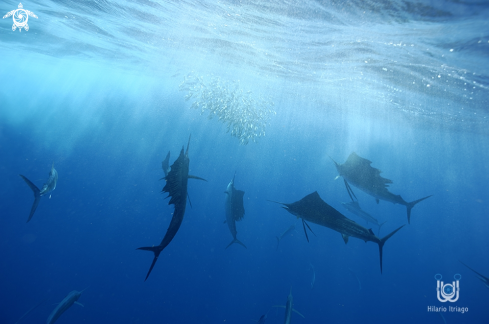 A Sailfish