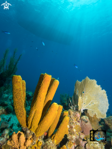 A Yellow tube sponge